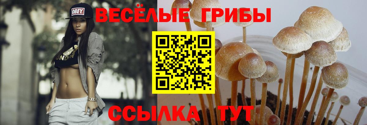 Наро-Фоминск  Псилоцибиновые грибы GOLDEN TEACHER  Вход с VPN 